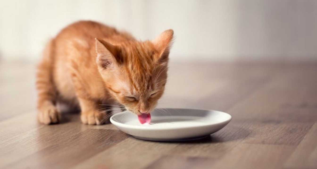 Can Cats Drink Lactose-Free Milk