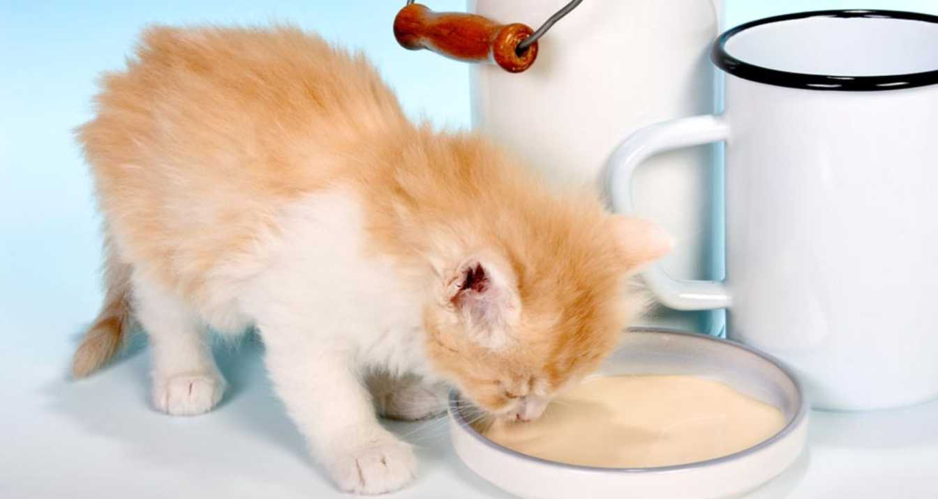 Can Cats Drink Oats Milk