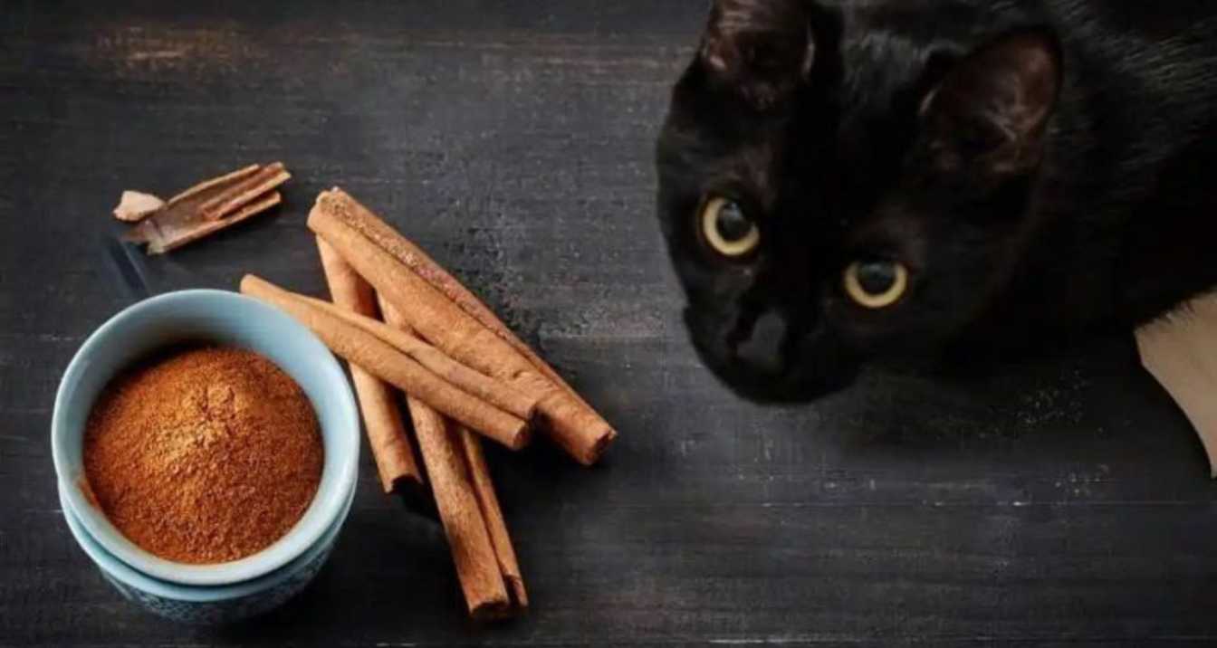 Can Cats Eat Cinnamon