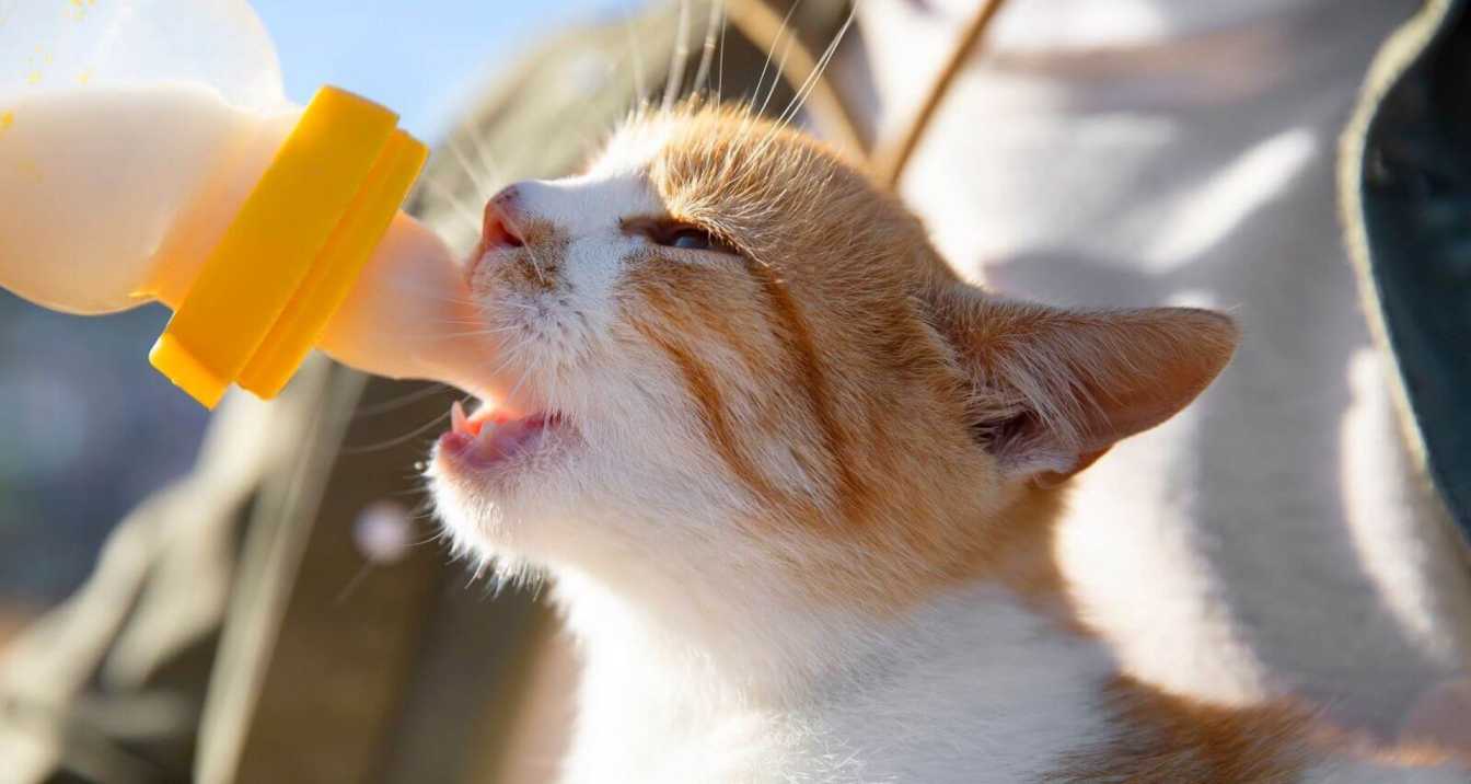 Can Cats Safely Enjoy Oat Milk