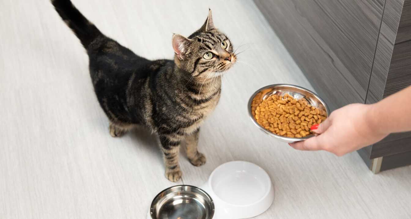 Feline Nutritional Requirements