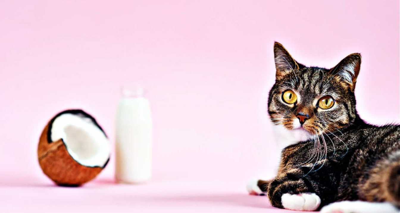 How Does Coconut Milk Affect a Cat's Digestive System