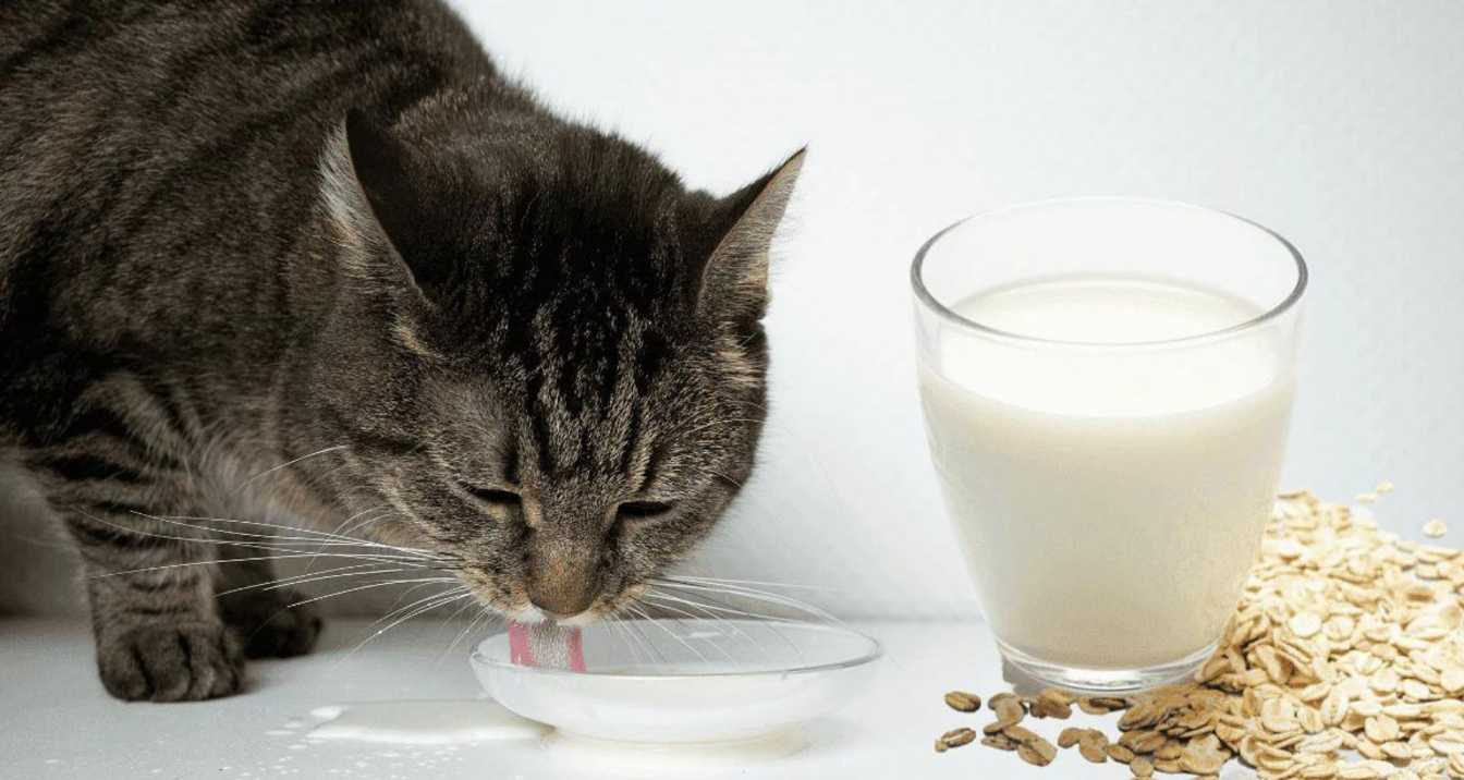 How Much Oat Milk Can Cats Safely Consume