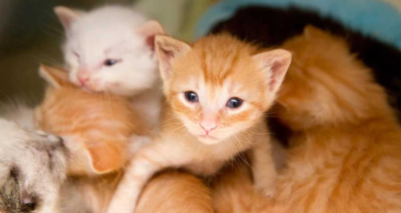 How to Raise a Motherless Newborn Kitten