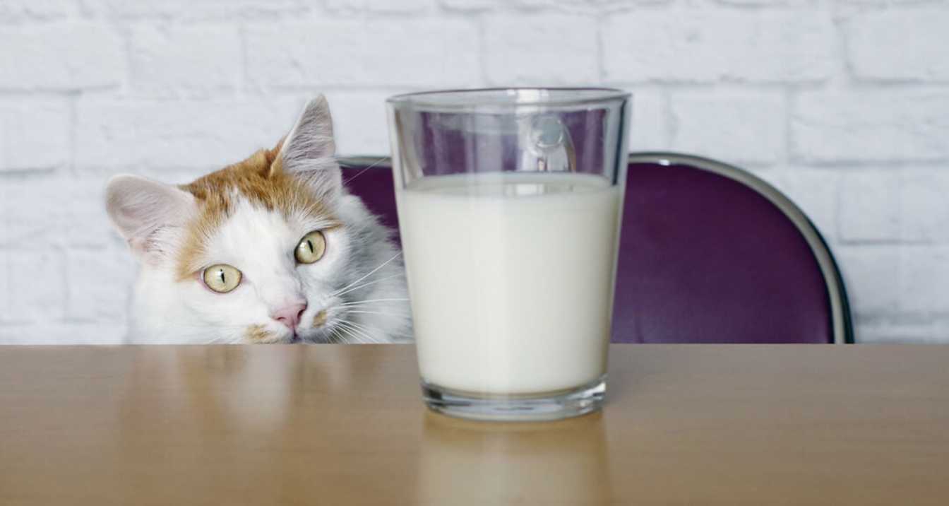 How to Safely Introduce Milk to Your Cat