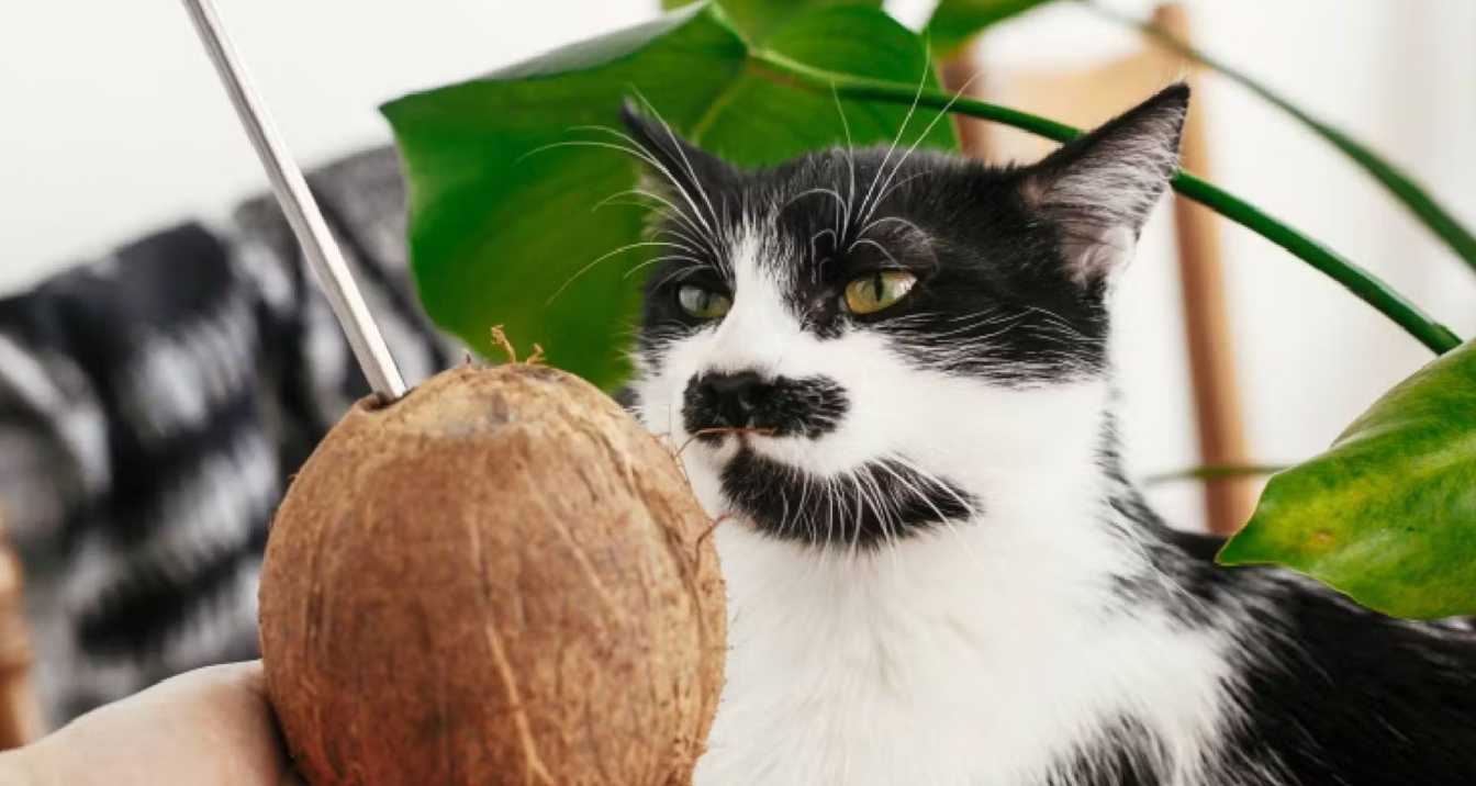 Is Coconut Water Safe for Cats