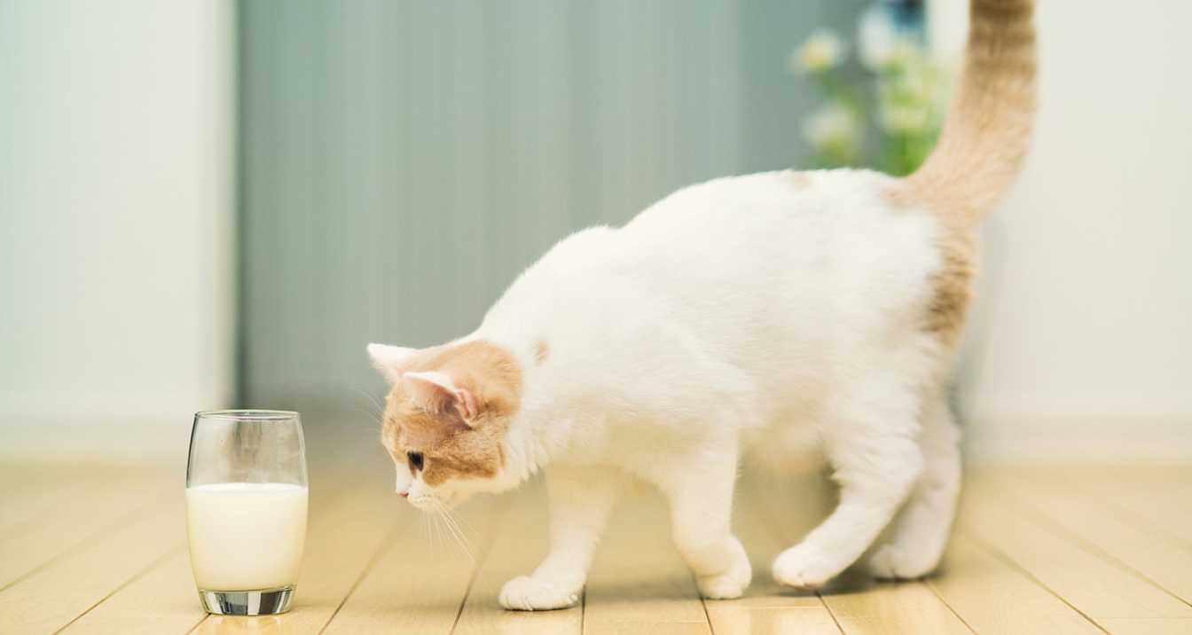 Is Lactose-Free Milk Safe for Cats