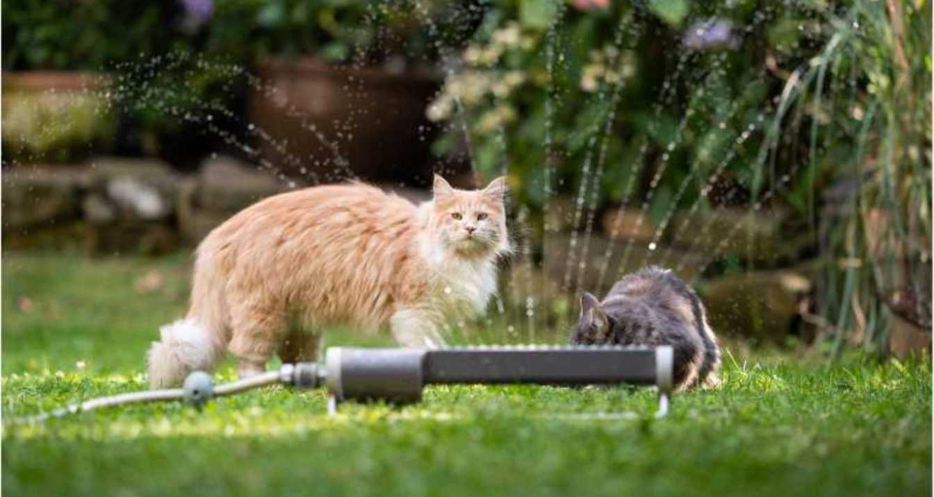 Maintaining A Cat-Free Yard