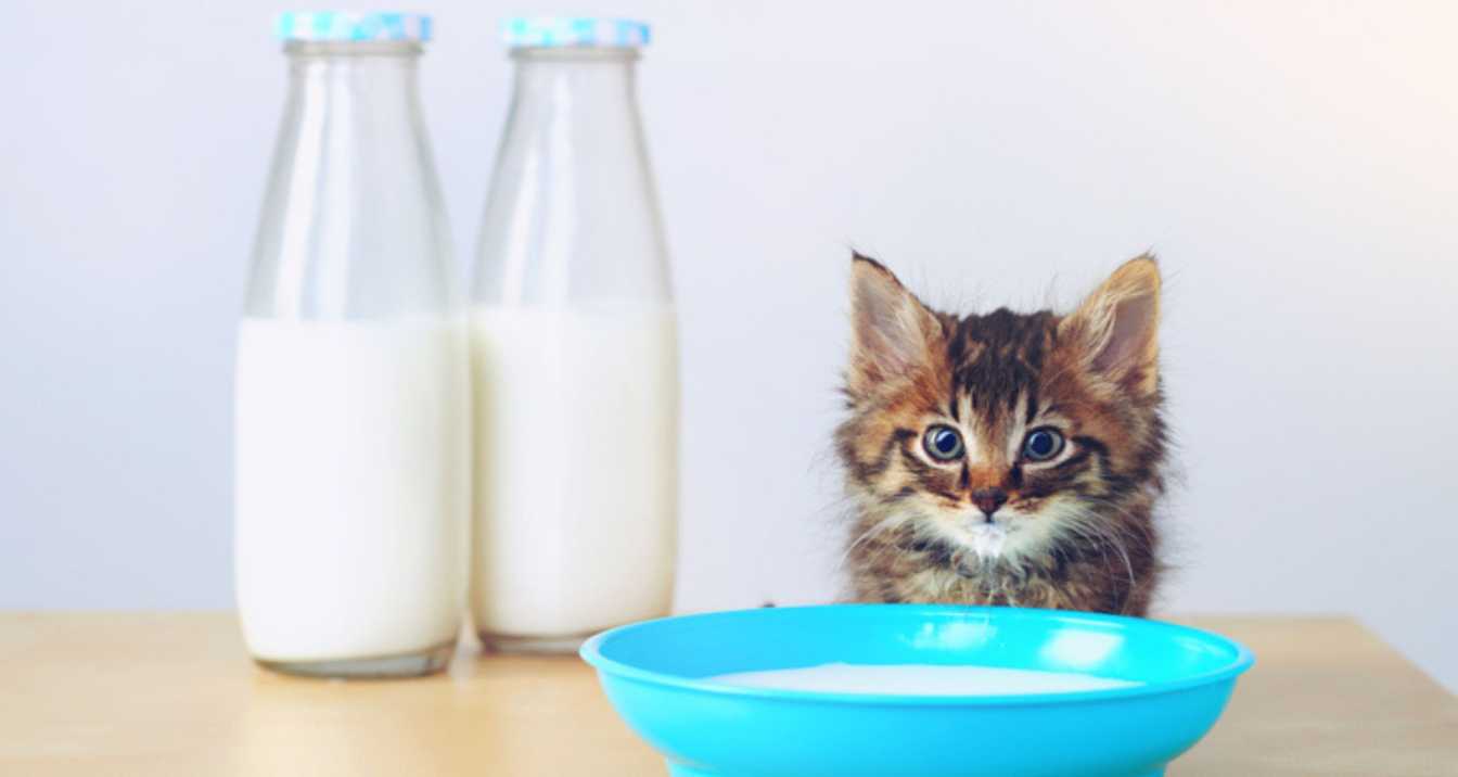 Safer Alternatives to Cow's Milk for Cats