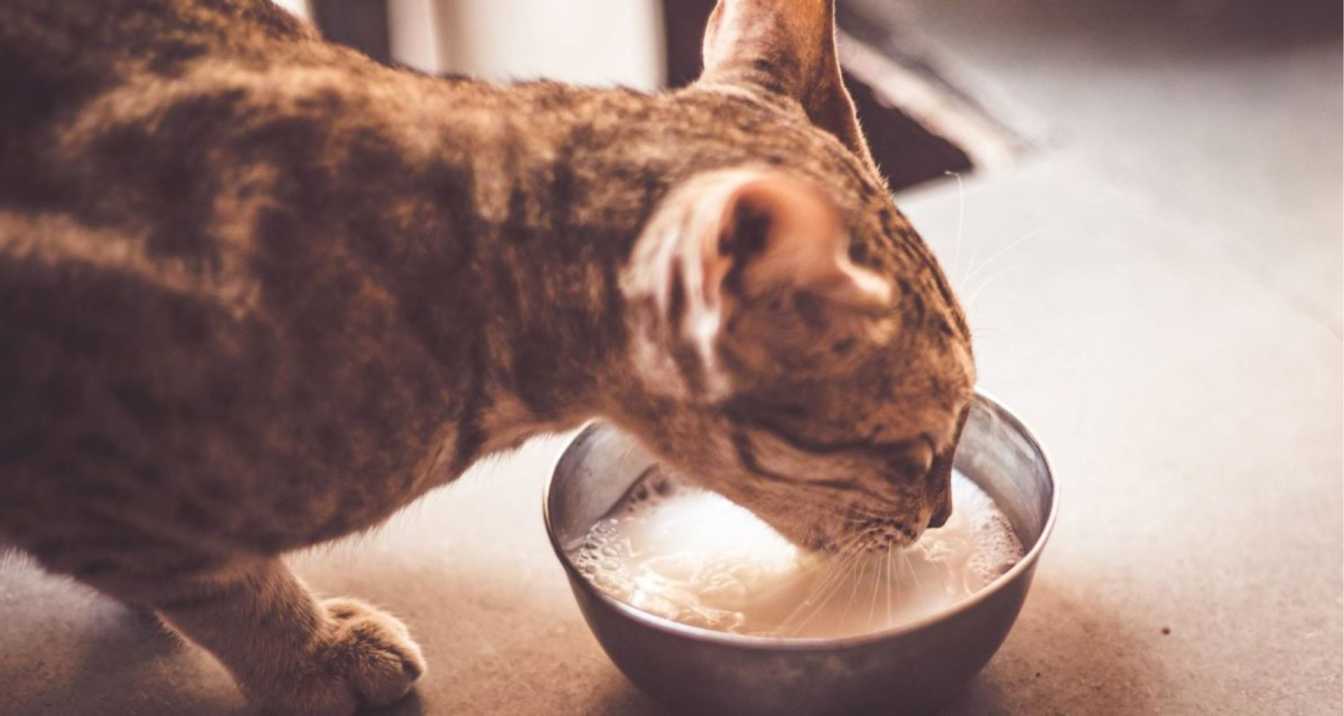 Signs Your Cat Might Like Lactose-Free Milk