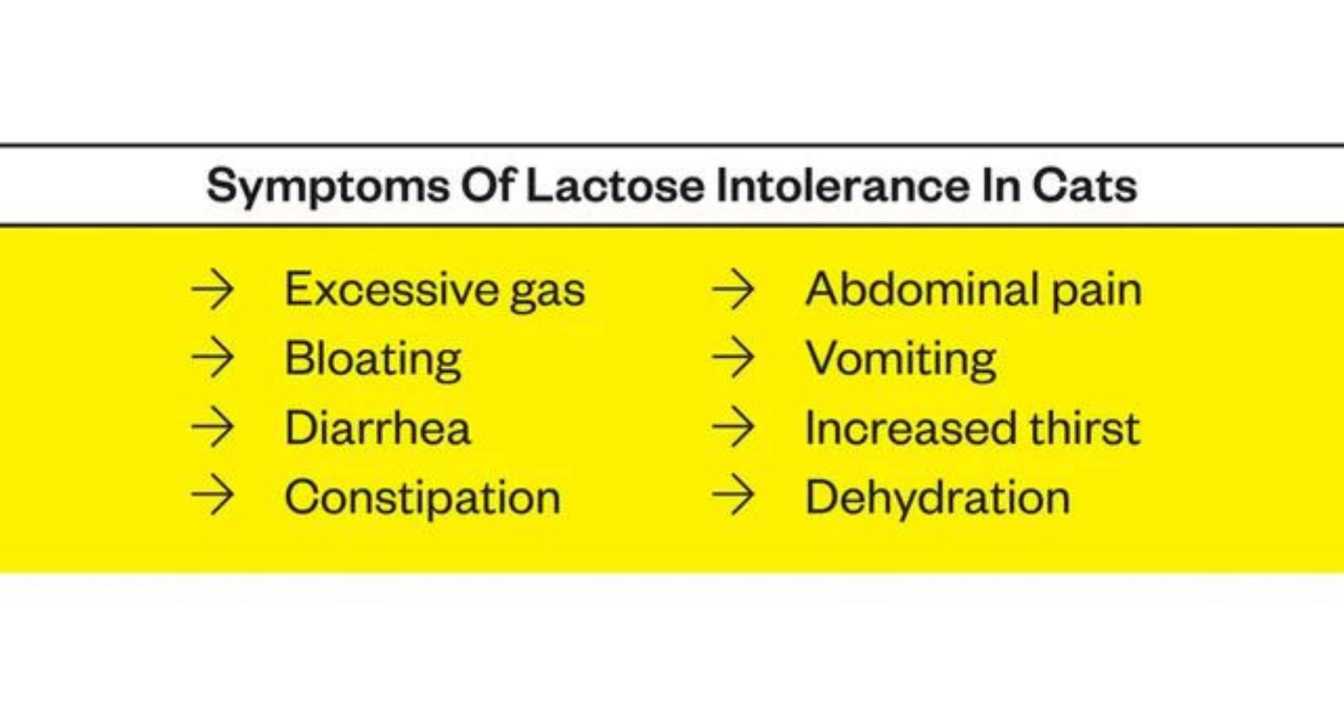 Symptoms of Lactose Intolerance in Cats