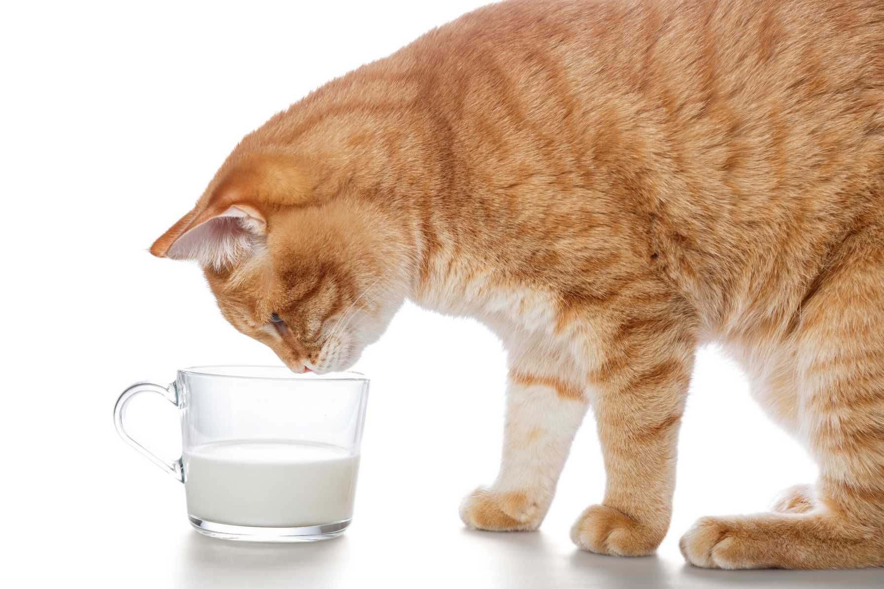 The Risks of Feeding Milk to Cats