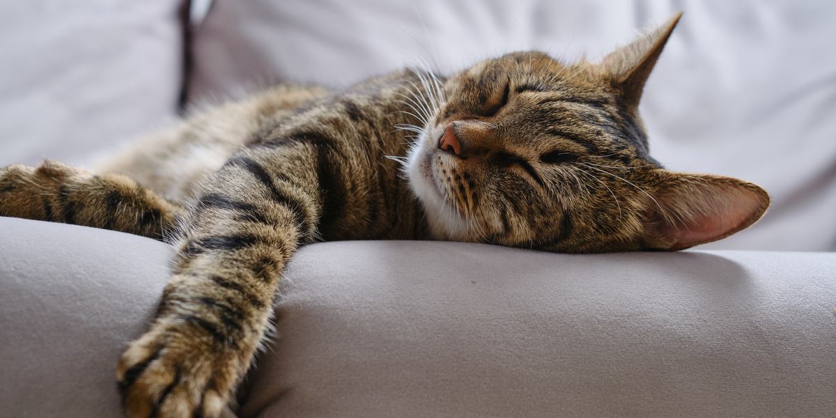 Training Your Cat to Sleep Through the Night