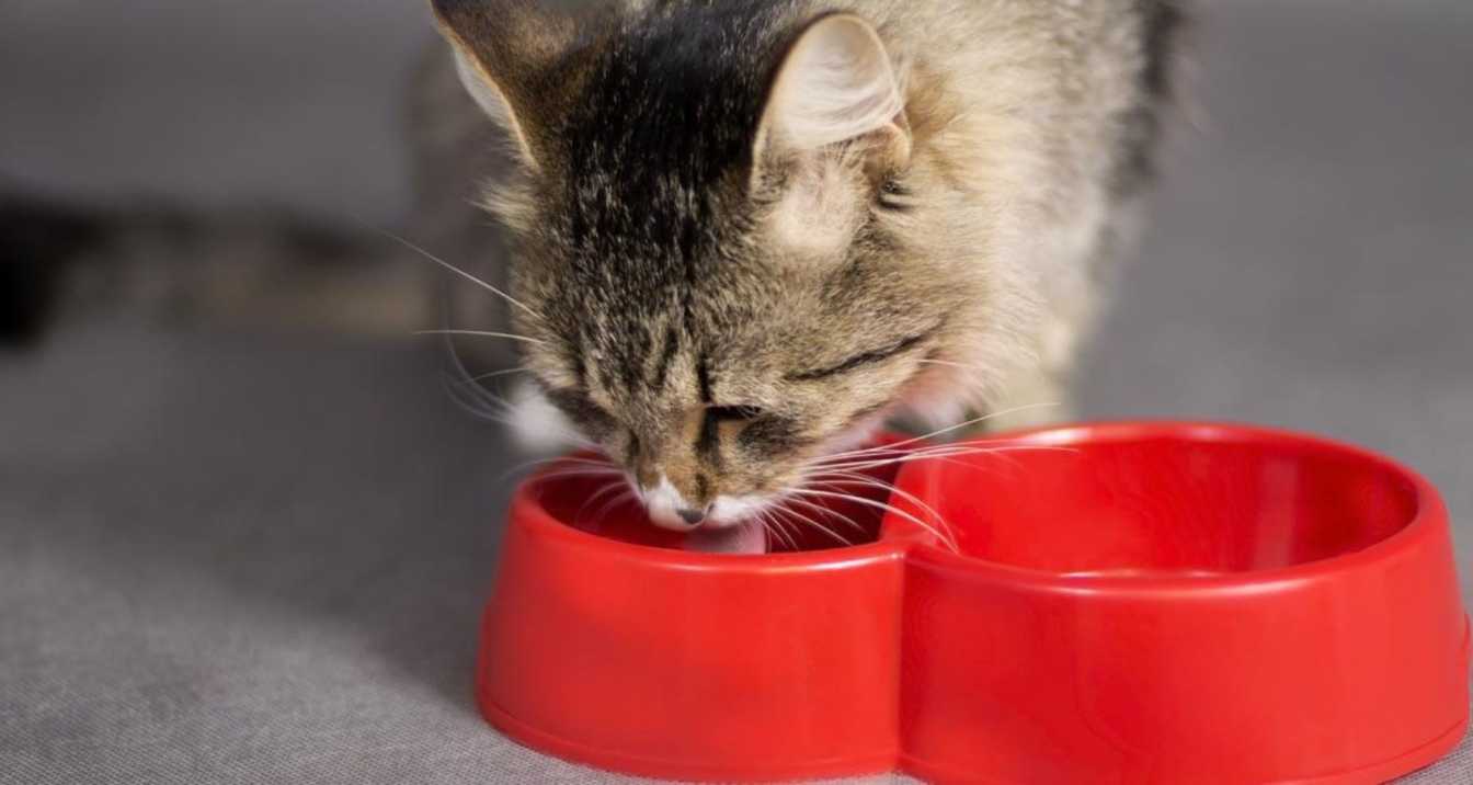 Understanding Lactose Intolerance in Cats