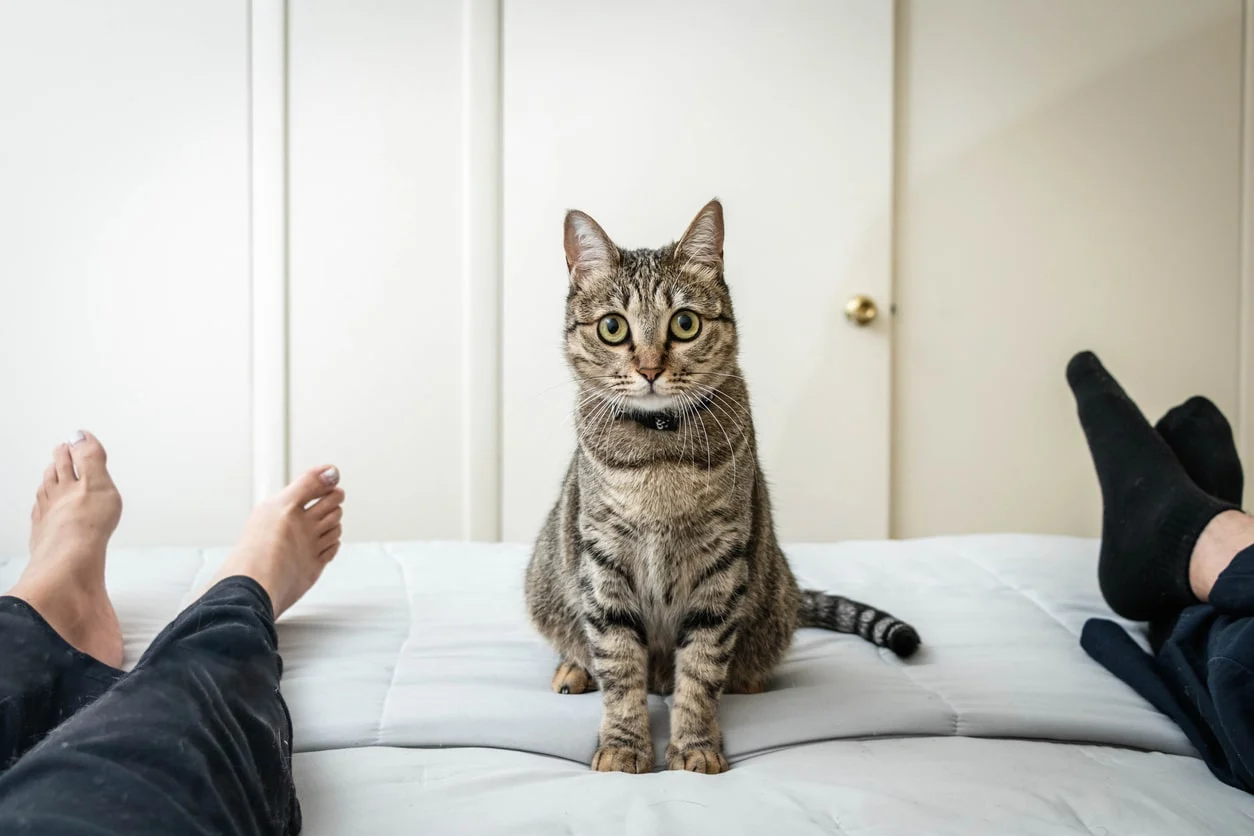 Understanding Why Cats Wake You Up