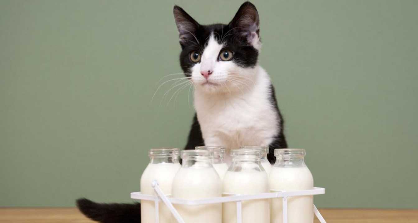 Veterinarian Advice on Cats and Almond Milk