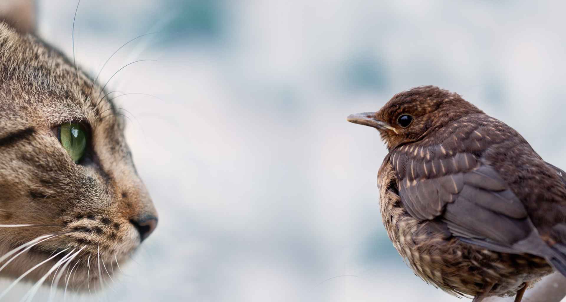 Why Do Cats Chirp at Birds Specifically?