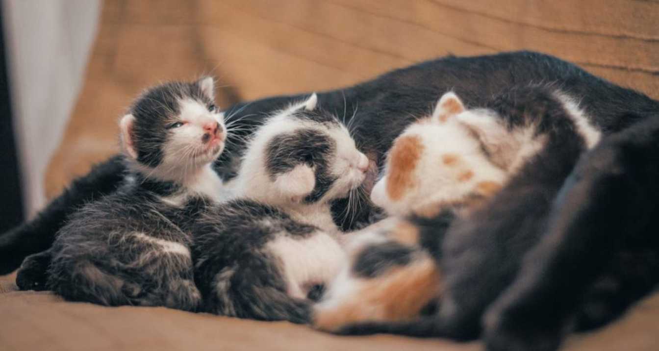 Why Warmth is Essential for Newborn Kittens