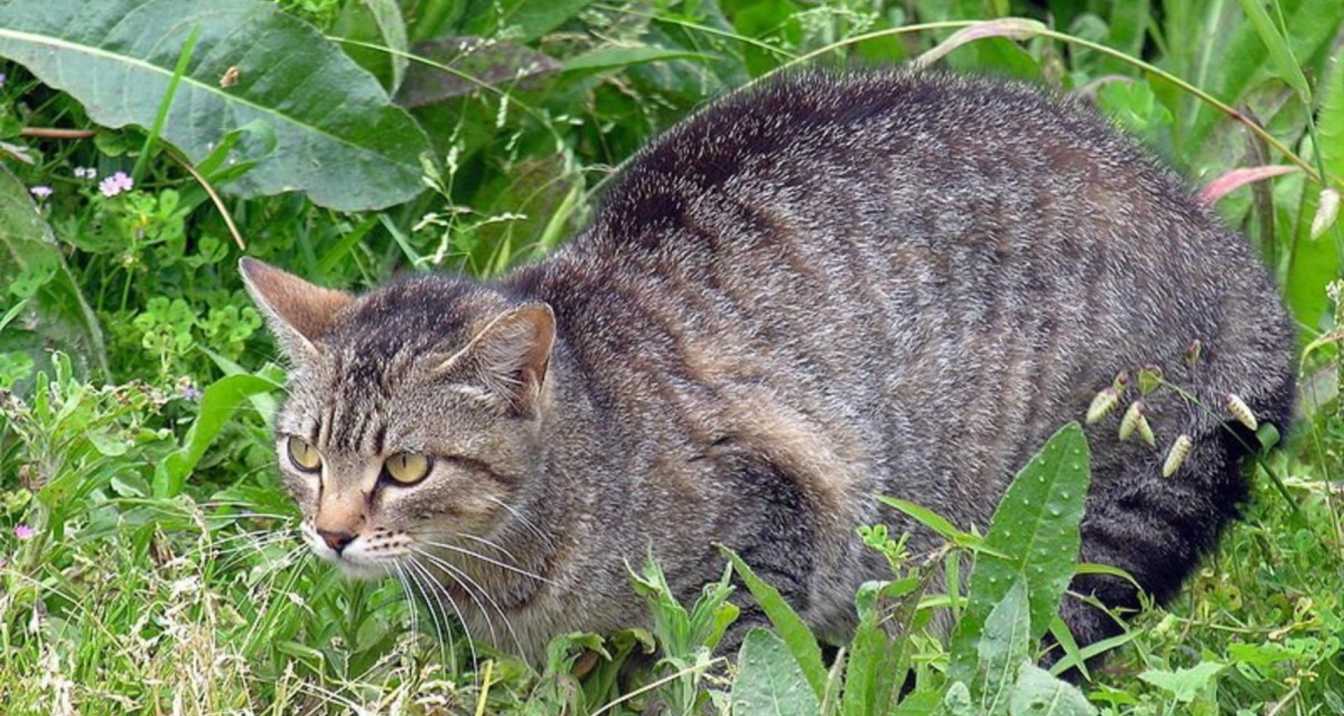 cats enter the yard