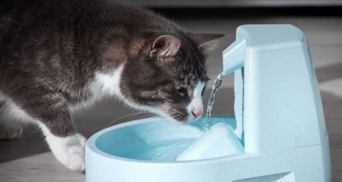 optimizing your cat's hydration