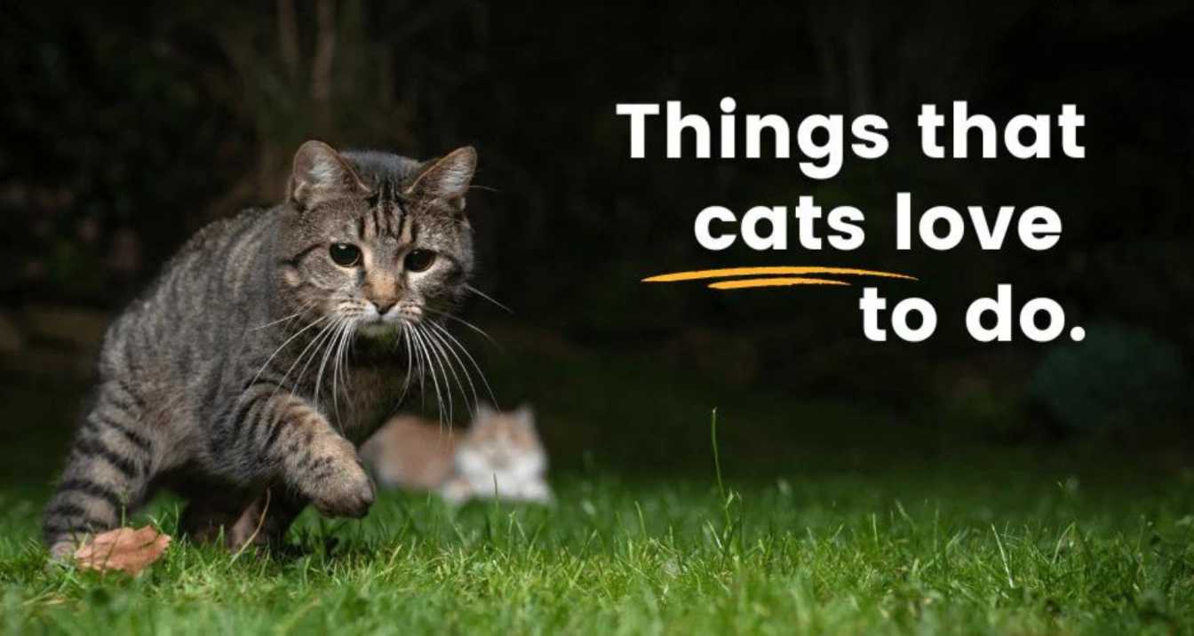 6 Things That Cats Love Doing