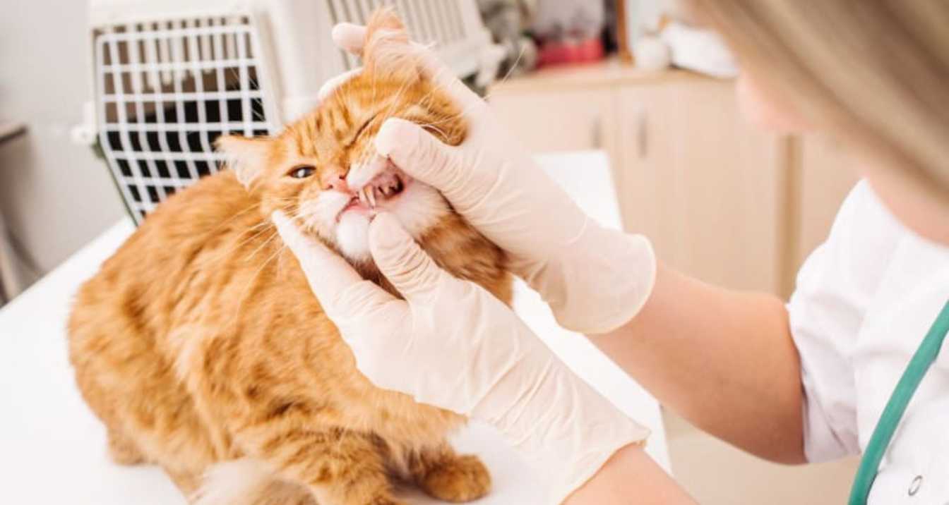 How to Clean Your Cat's Teeth Effectively