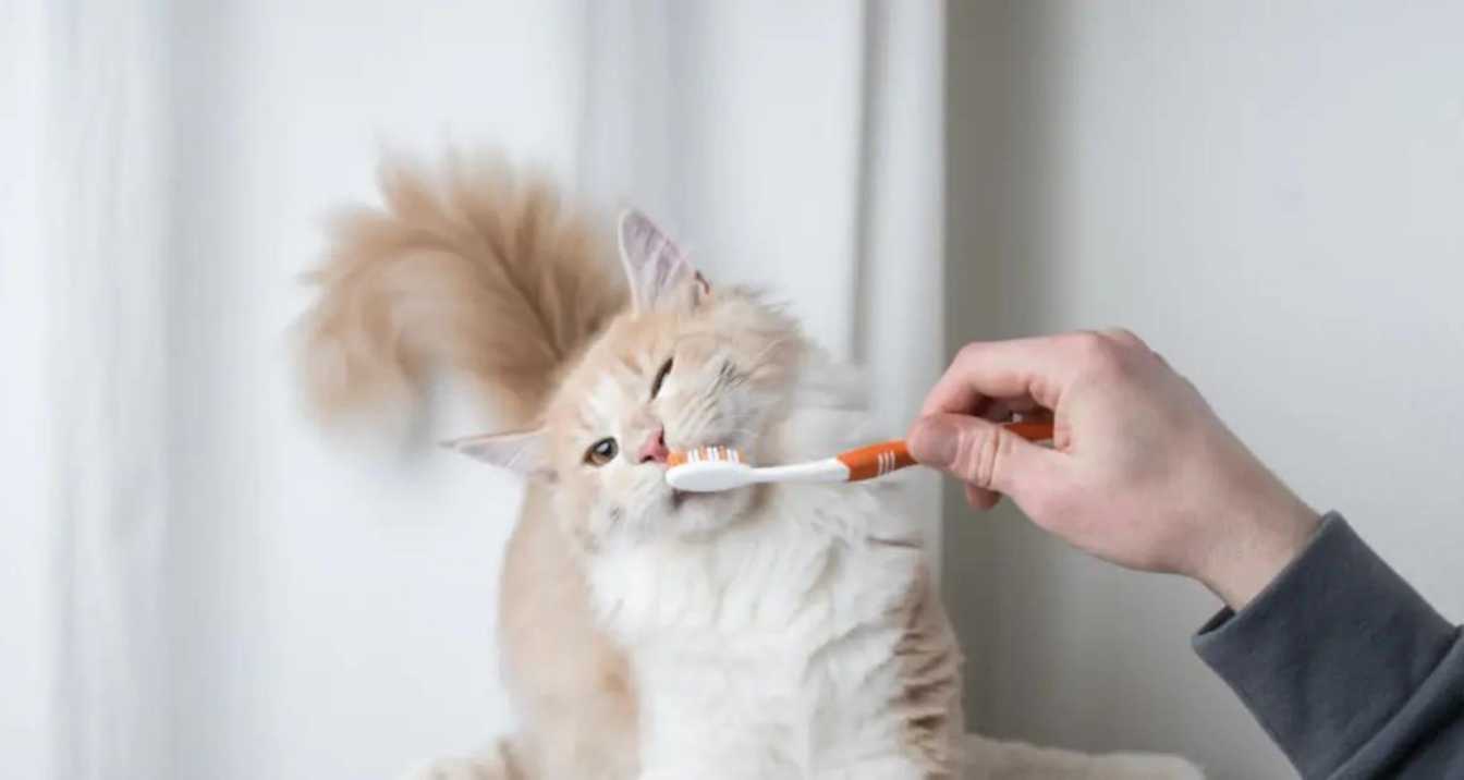 How to Clean Your Cat's Teeth Effectively