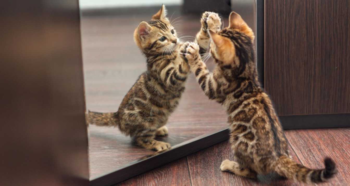 Can Cats Recognize Themselves In The Mirror