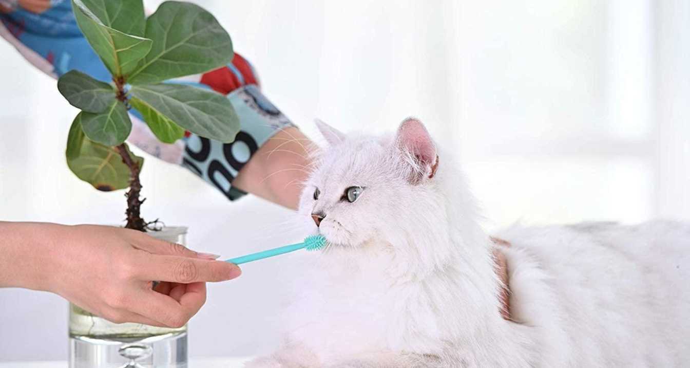 How to Clean Your Cat's Teeth Effectively