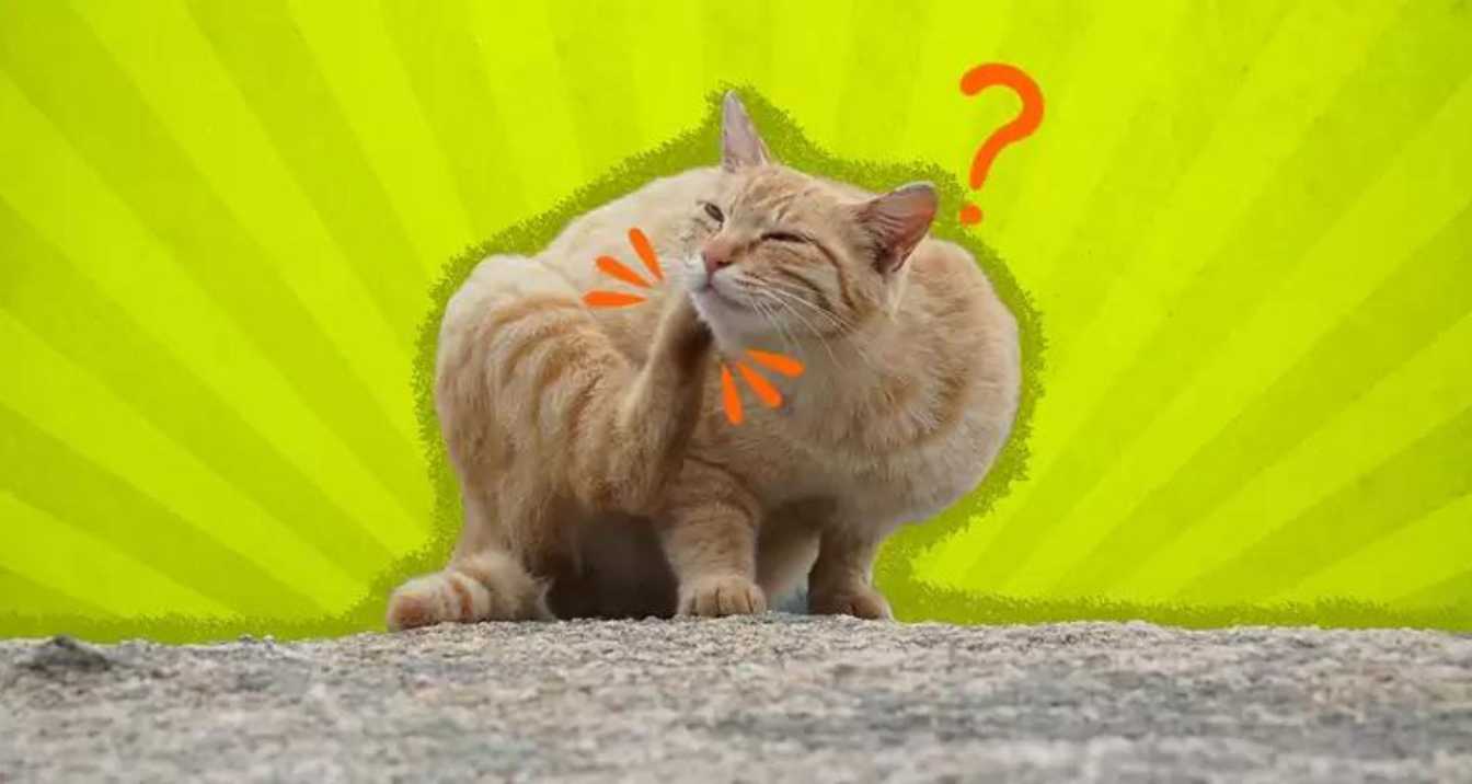 Common Symptoms to Watch For, What Can I Give My Cat For Allergies? | Orange Park Vets