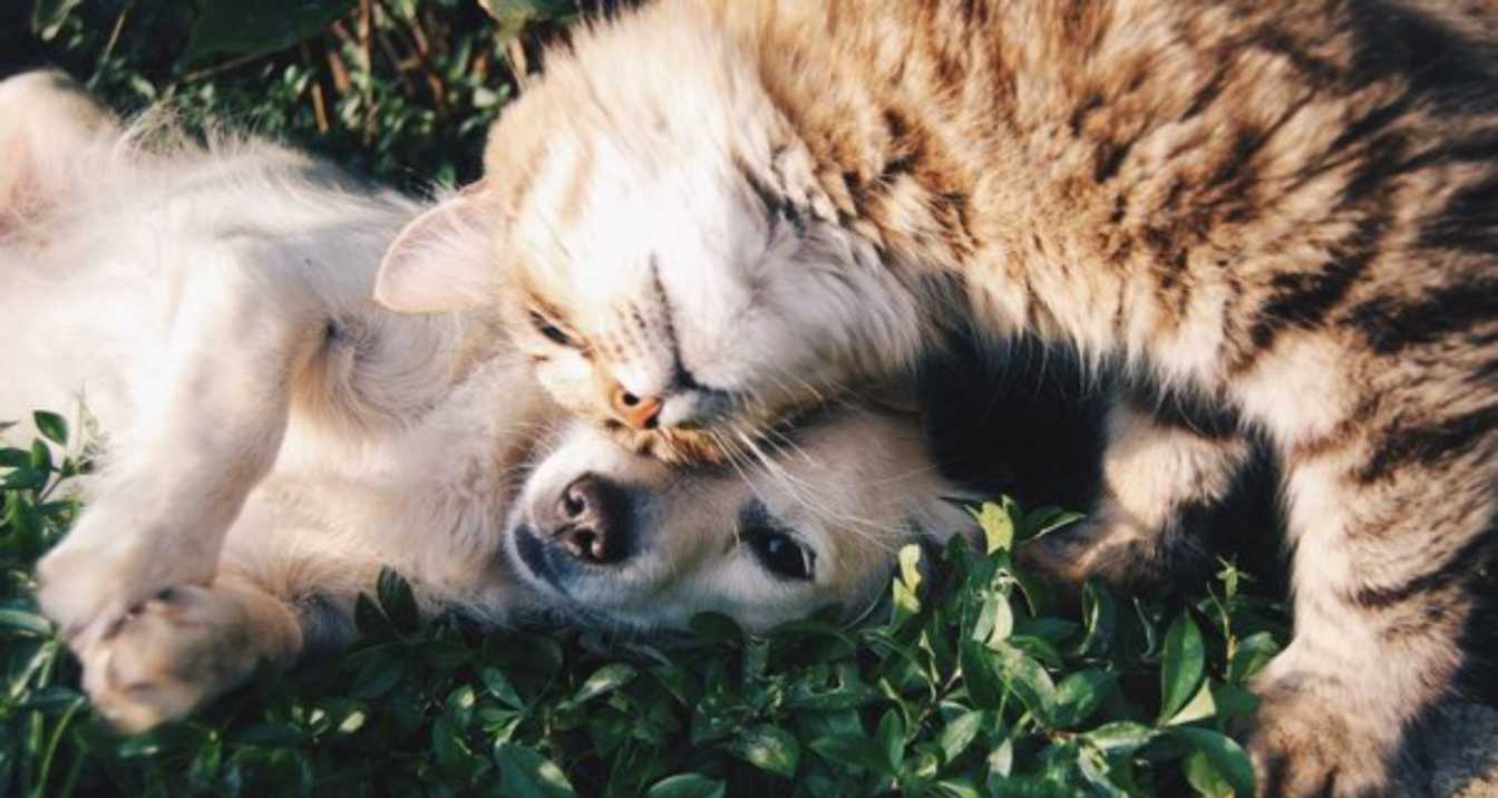 Can Cats Recognize Themselves In The Mirror