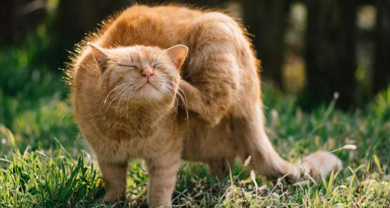 Diagnosing Cat Allergies, What Can I Give My Cat For Allergies? | Orange Park Vets