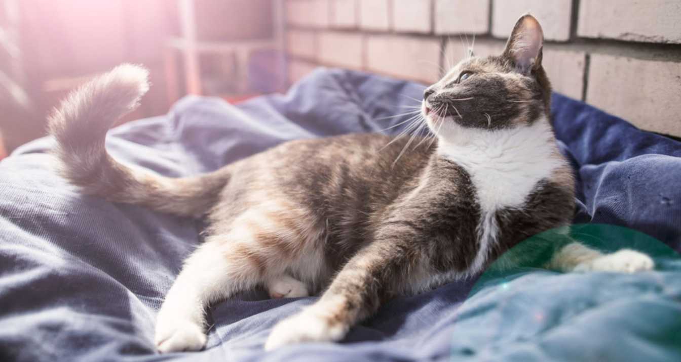 How to Clean Your Cat's Teeth Effectively