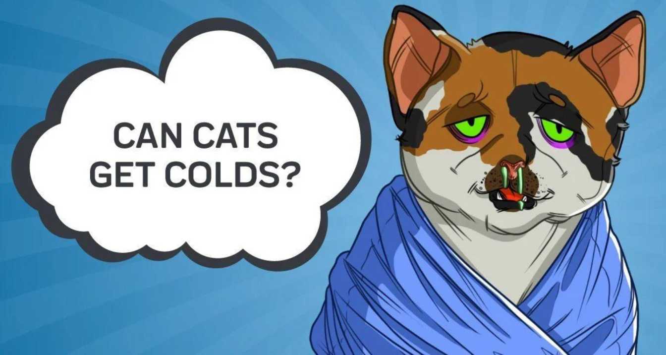 Can Cats Get Colds? | Sharpsburg Vet