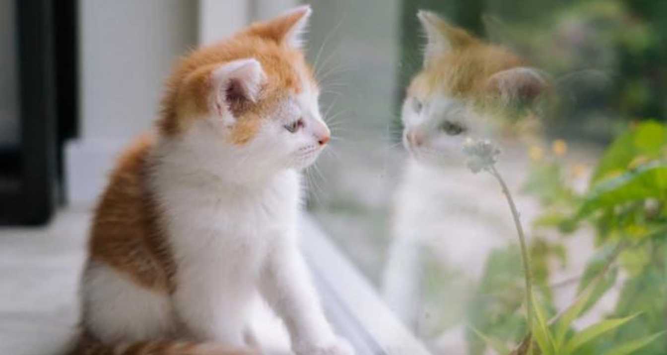 Can Cats Recognize Themselves In The Mirror