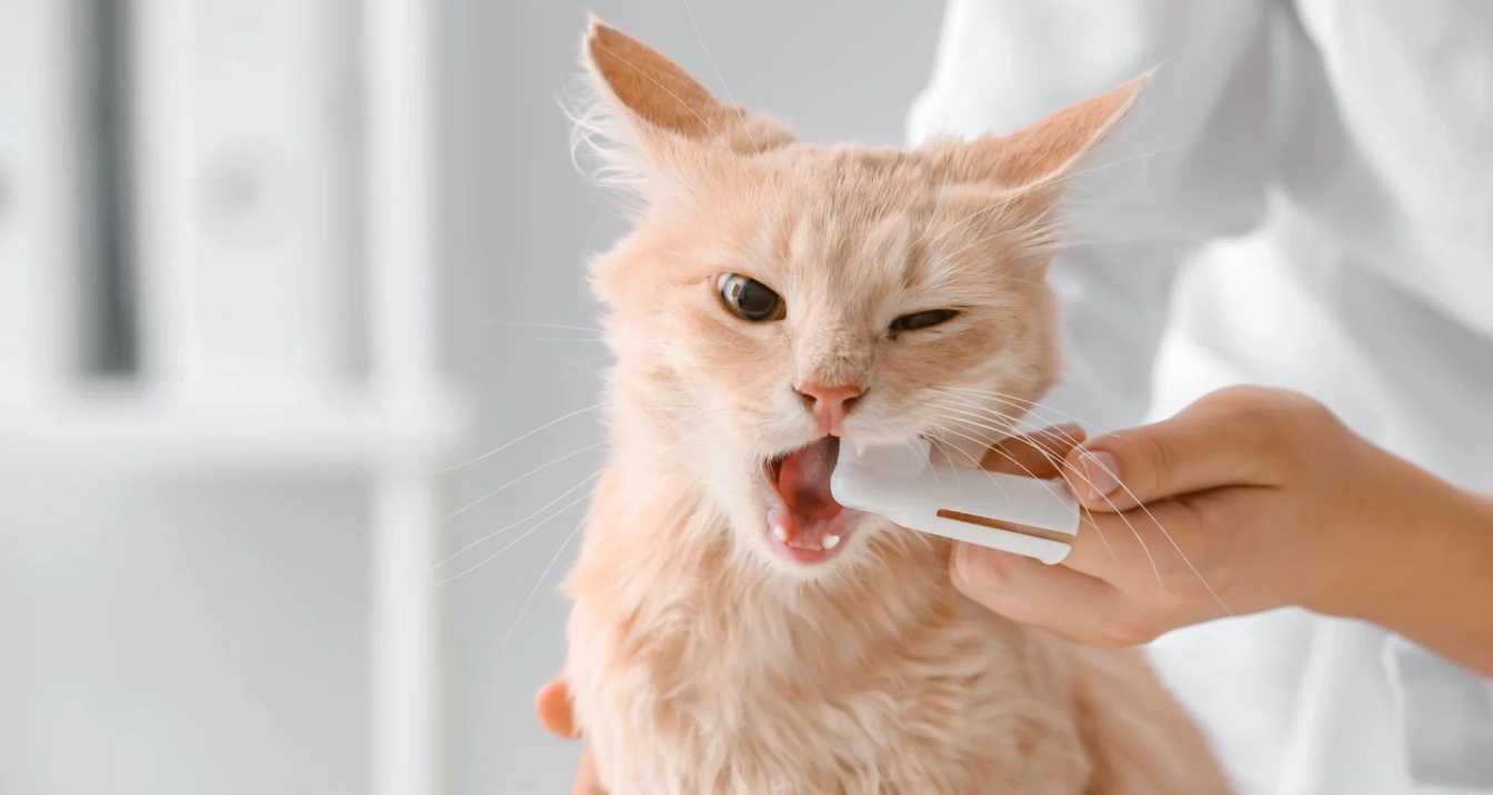 How to Clean Your Cat's Teeth Effectively