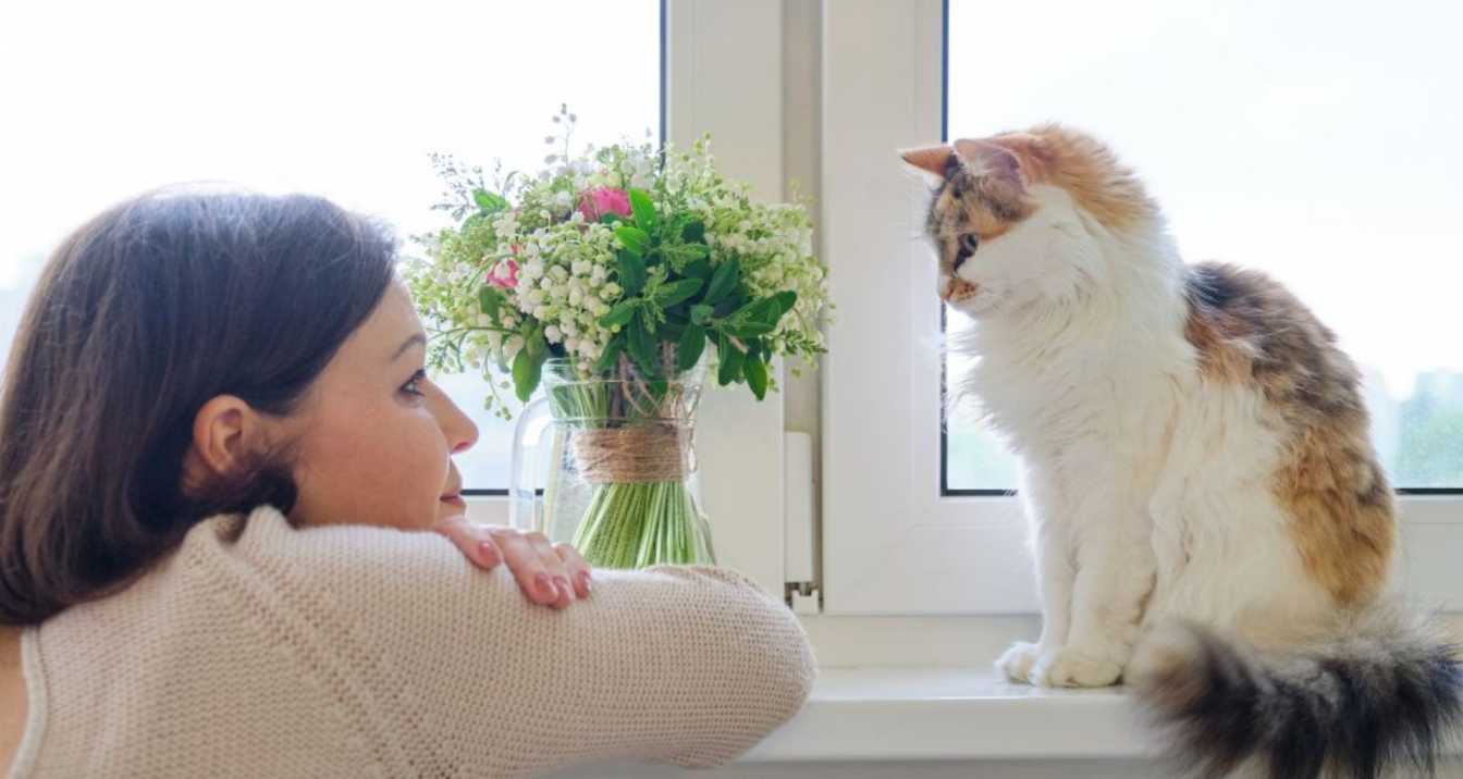 signs your cat is secretly mad at you