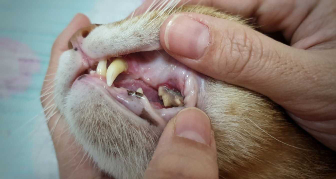 How to Clean Your Cat's Teeth Effectively