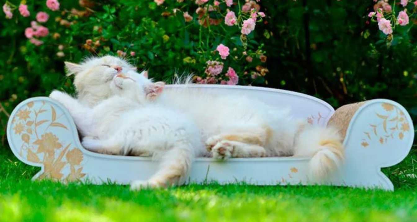 6 Things That Cats Love Doing