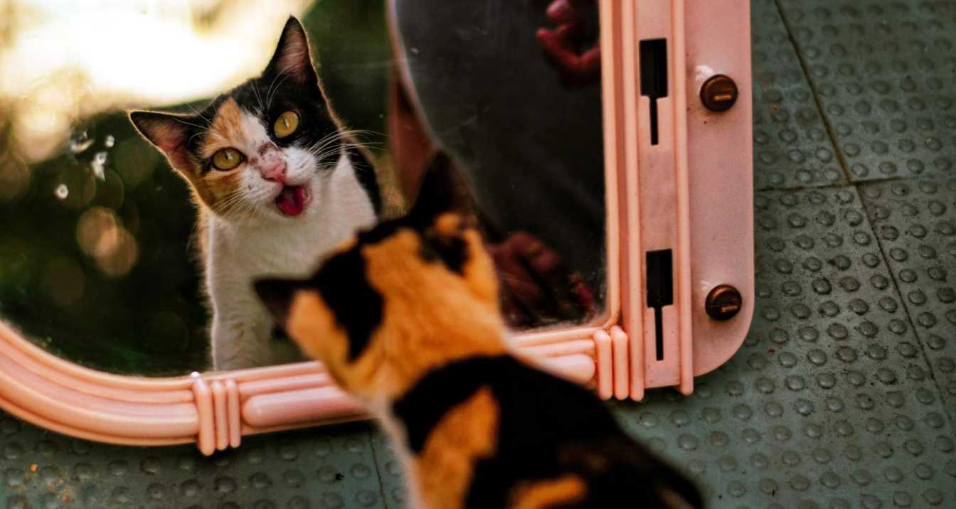 Can Cats Recognize Themselves In The Mirror