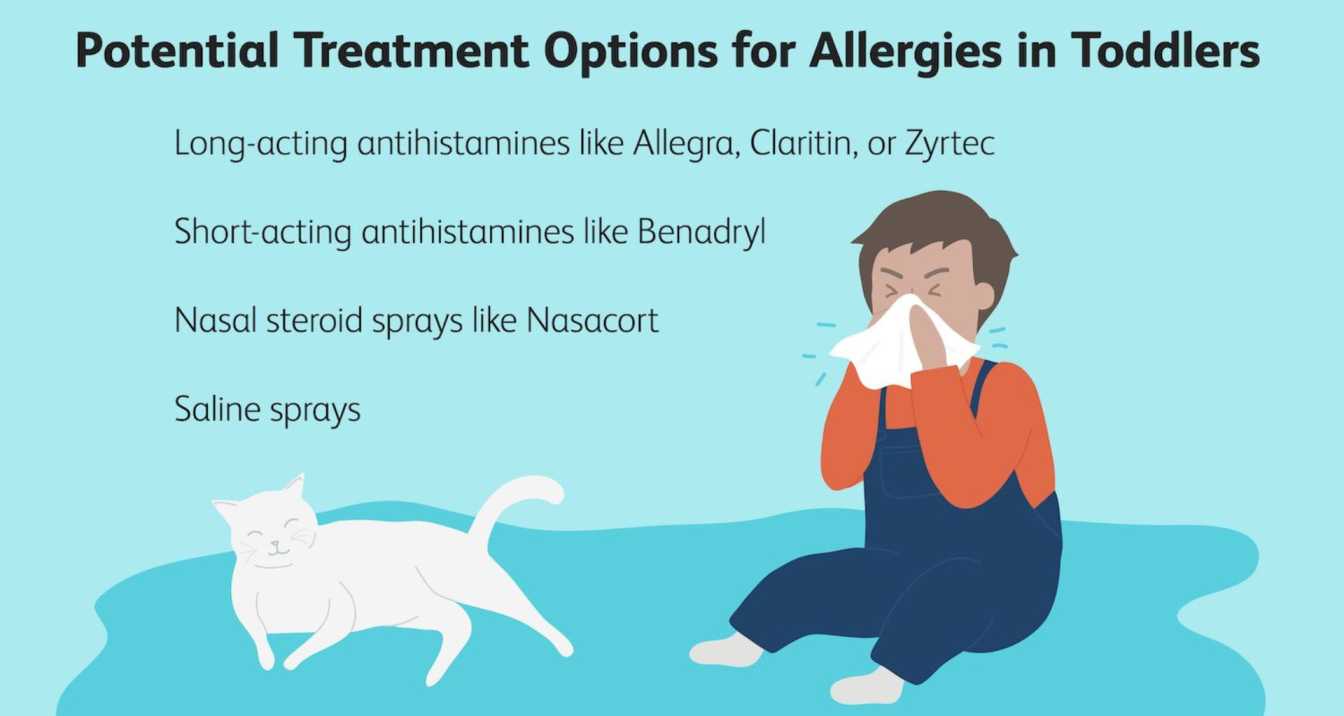 Treatment Options for Cat Allergies, What Can I Give My Cat For Allergies? | Orange Park Vets