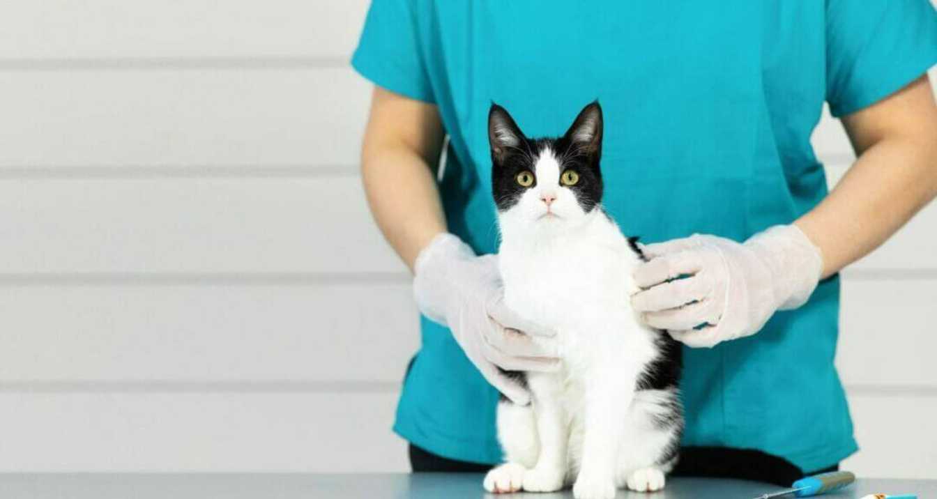 Can Cats Get Colds? | Sharpsburg Vet