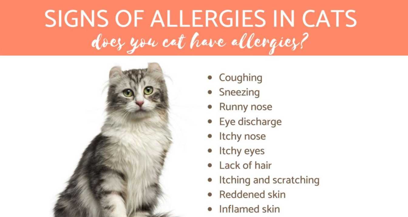 Types of Allergies in Cats, What Can I Give My Cat For Allergies? | Orange Park Vets 