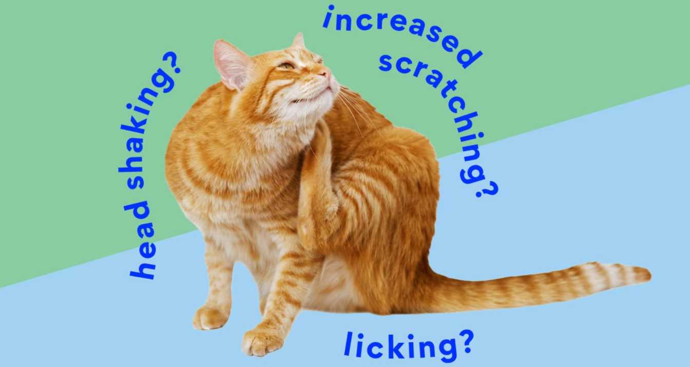 What Are Cat Allergies,What Can I Give My Cat For Allergies? | Orange Park Vets