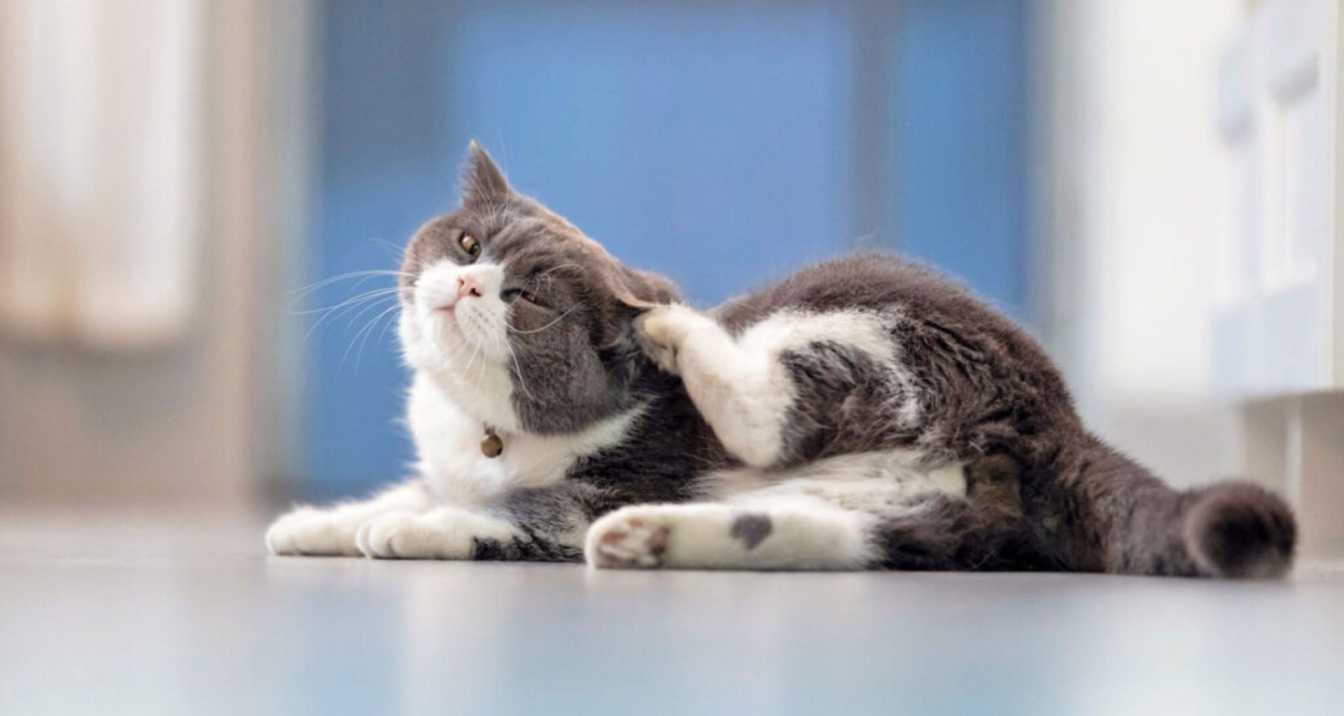 What Can I Give My Cat For Allergies? | Orange Park Vets