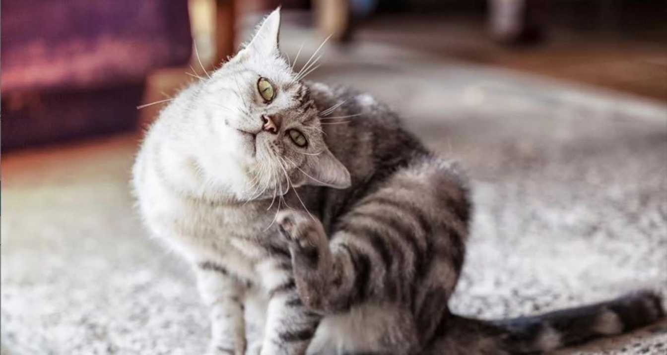 What Can I Give My Cat for Allergies?, What Can I Give My Cat For Allergies? | Orange Park Vets