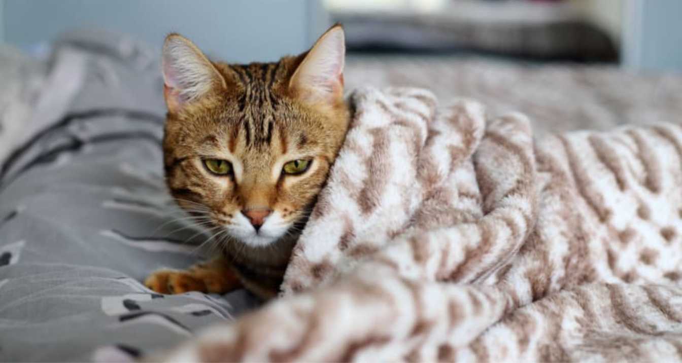 Can Cats Get Colds? | Sharpsburg Vet