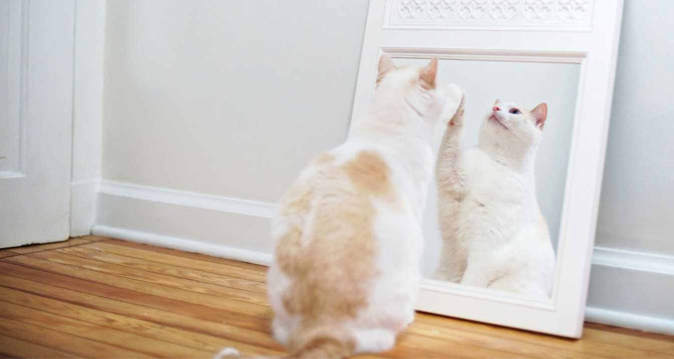 Can Cats Recognize Themselves In The Mirror